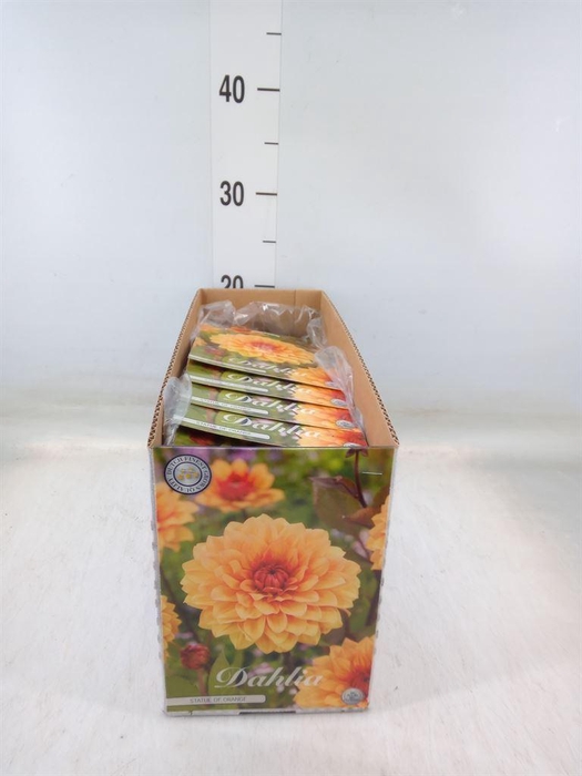 <h4>Dahlia   ...flowerbulbs</h4>