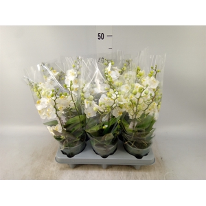Phalaenopsis multi.   ...white