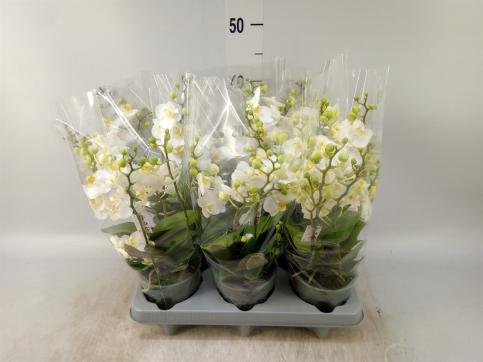 <h4>Phalaenopsis multi.   ...white</h4>