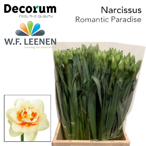 <h4>Narcissus Romantic Paradise 566</h4>