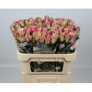 R GR BELLE ROSE