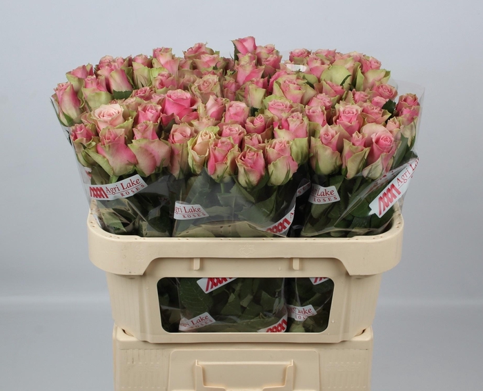 <h4>R GR BELLE ROSE</h4>