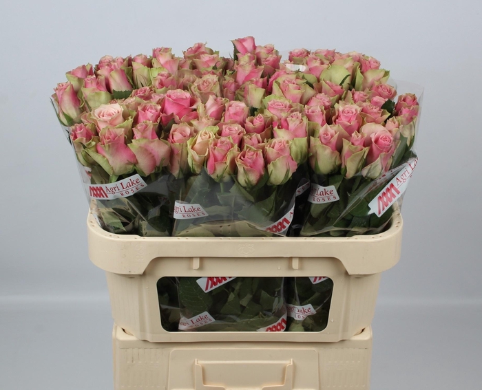 <h4>R GR BELLE ROSE</h4>