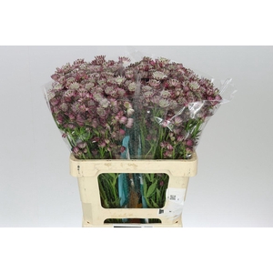 Astrantia Star Of Africa