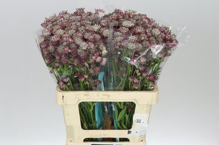 <h4>Astrantia Star Of Africa</h4>