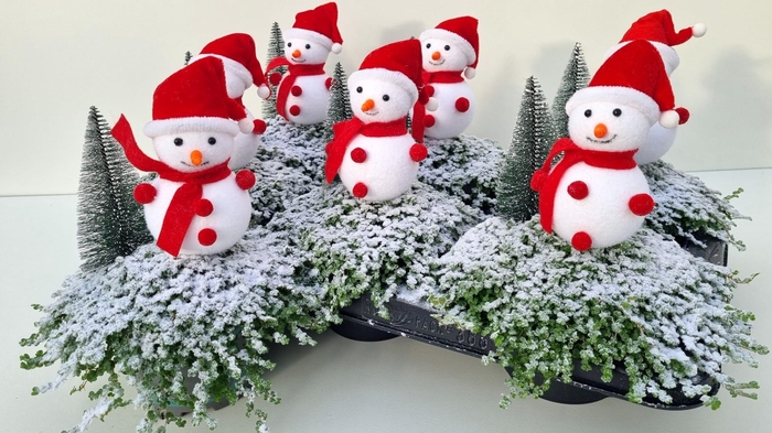 <h4>SOLEI SOL GROEN</h4>