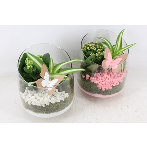 arr2 PL - Glas Elegant - roze/wit