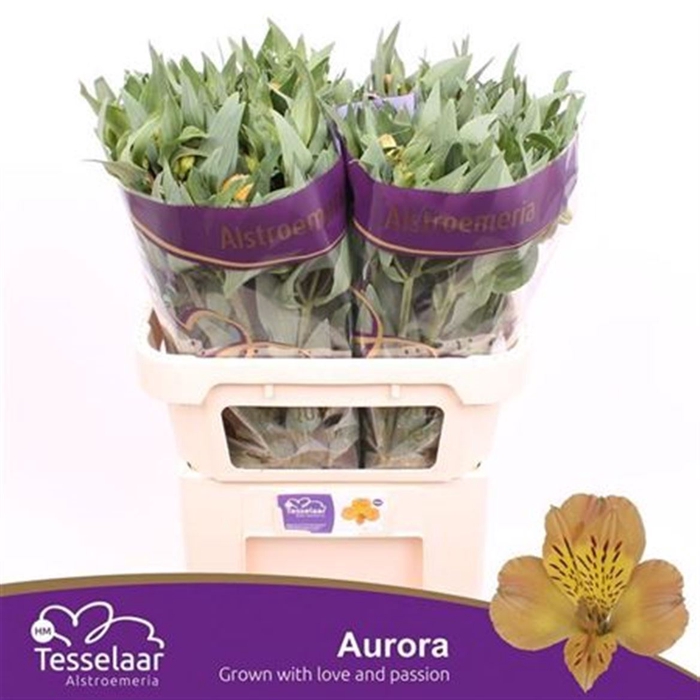 <h4>Alstr Aurora</h4>
