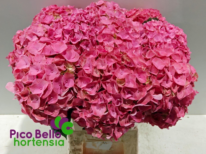 <h4>HYDR M MY RIVIERA</h4>