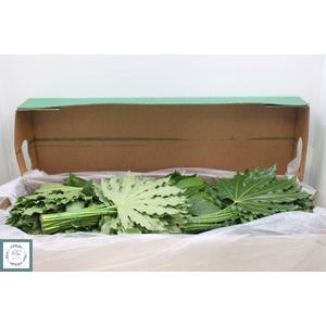 FATSIA JAPONICA BLAD