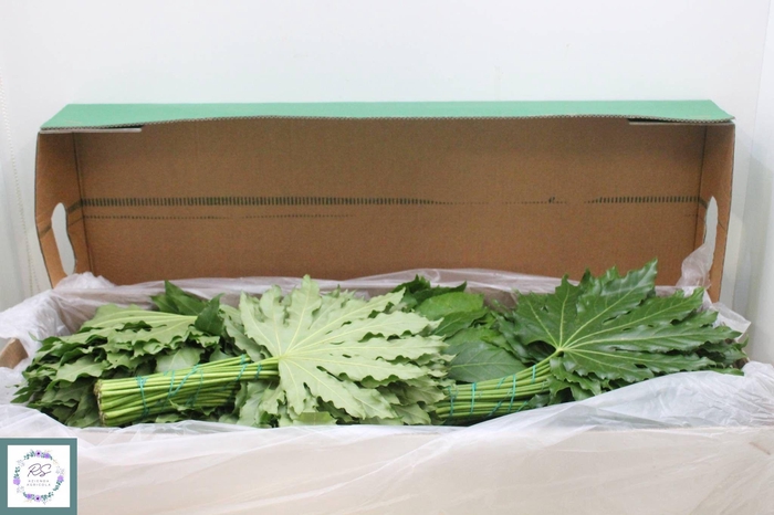 Fatsia Japonica Blad