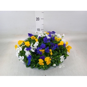 Viola corn.   ...mix