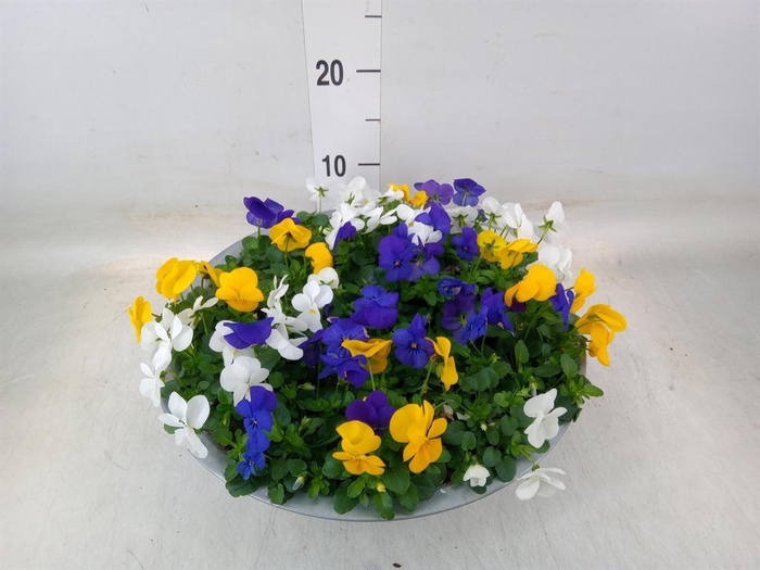 <h4>Viola corn.   ...mix</h4>