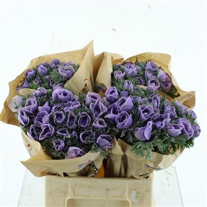 Anemone Powder Milka