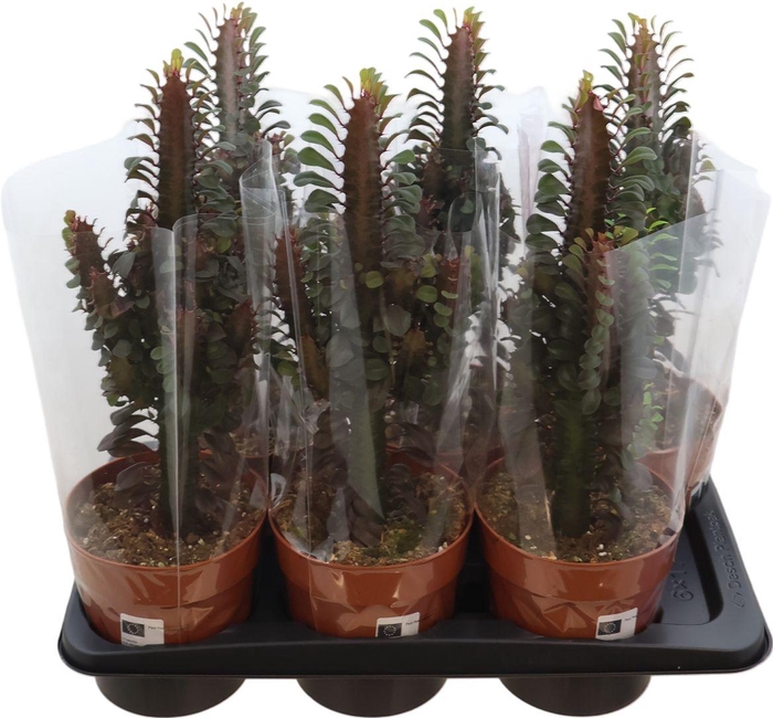 <h4>Euphorbia Trigona Rubra</h4>