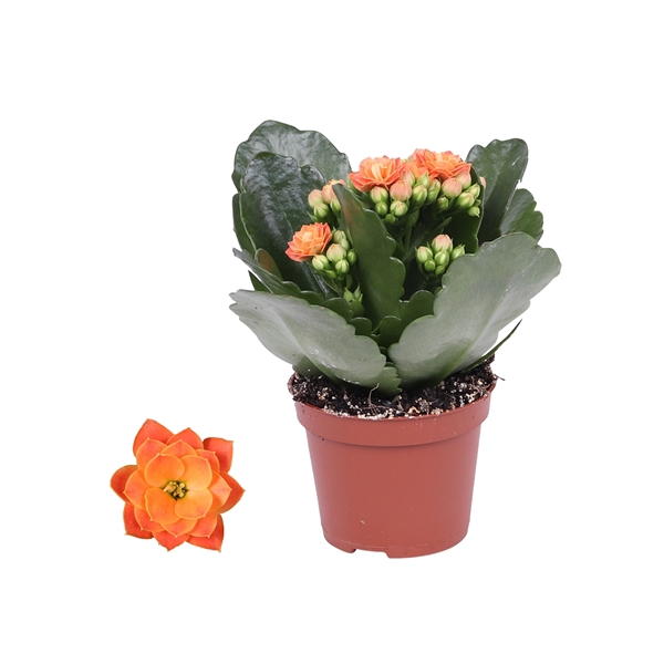 <h4>Kalanchoe Rosalina 06cm Don Pedro oranje, Zonder hoes</h4>