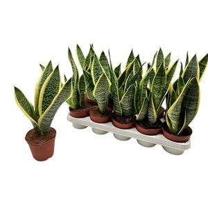 SANSEV FUTURA SUPERB