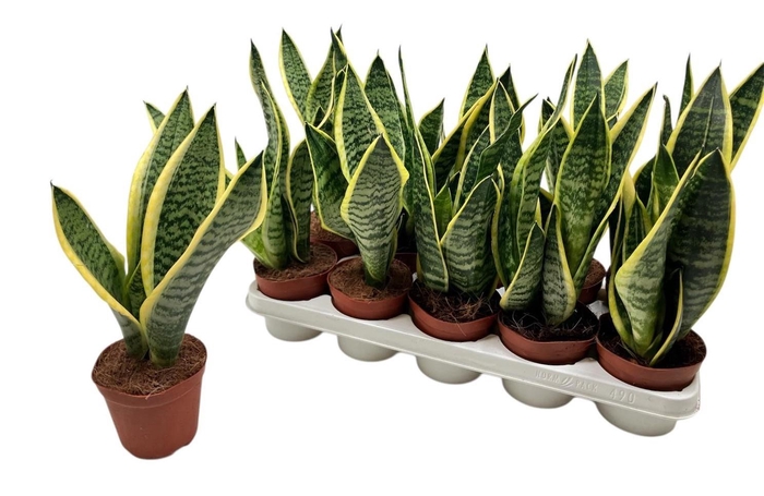 SANSEV FUTURA SUPERB