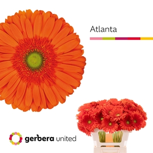 Gerbera Atlanta Water