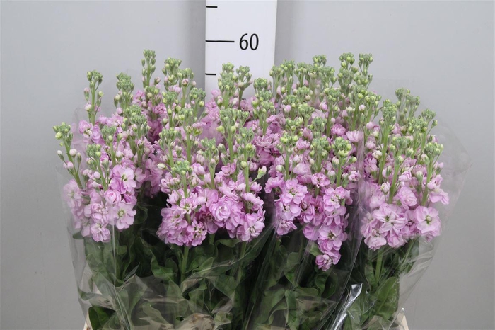 <h4>Matth Mathilda Pink</h4>