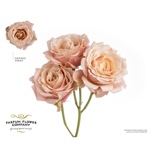 Rosa spray garden sahara sensation