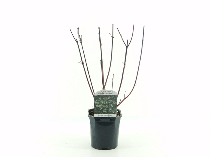 <h4>Cornus alba Kesselringii</h4>