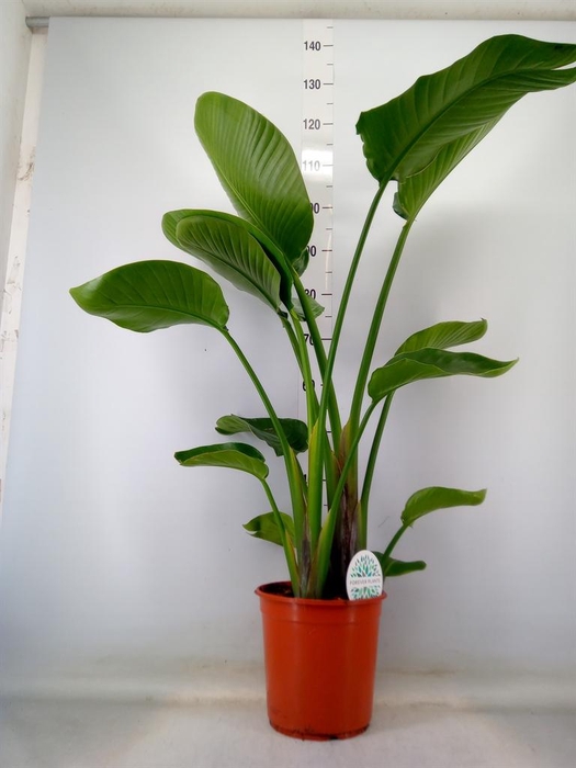 <h4>Strelitzia nicolai</h4>