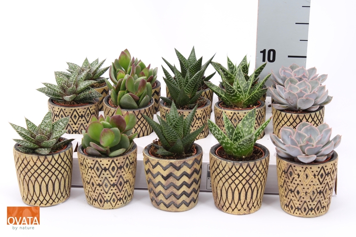 <h4>SUCC GEM 5 SRT</h4>