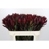 Leucadendron Saf Sunset Dark Red