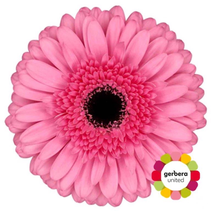 <h4>Gerbera Peppa Half doos</h4>