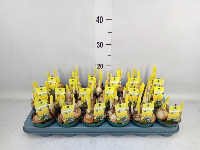 <h4>Narcissus  'Tete a tete'</h4>