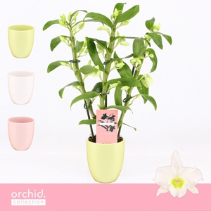 Dendrobium Nobilé, Apollon 3-spike Compact in Lotte Mix 'Orchid Collection'