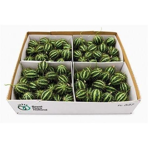 CUCUMIS HIRSUTUS