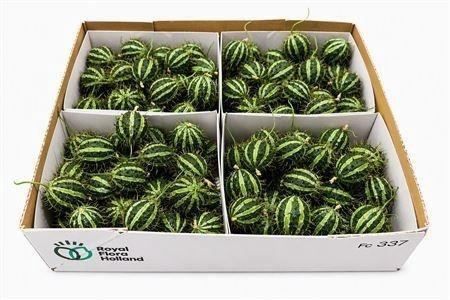 <h4>CUCUMIS HIRSUTUS</h4>