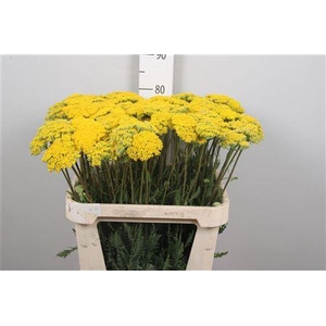 Achil F Parker Variety