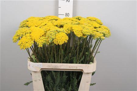<h4>Achil F Parker Variety</h4>