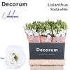 Lisianthus Rosita white 70cm