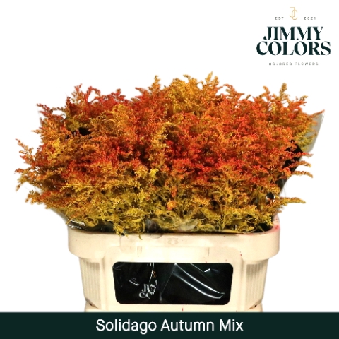 <h4>Solidago L70 Autumn Mix</h4>
