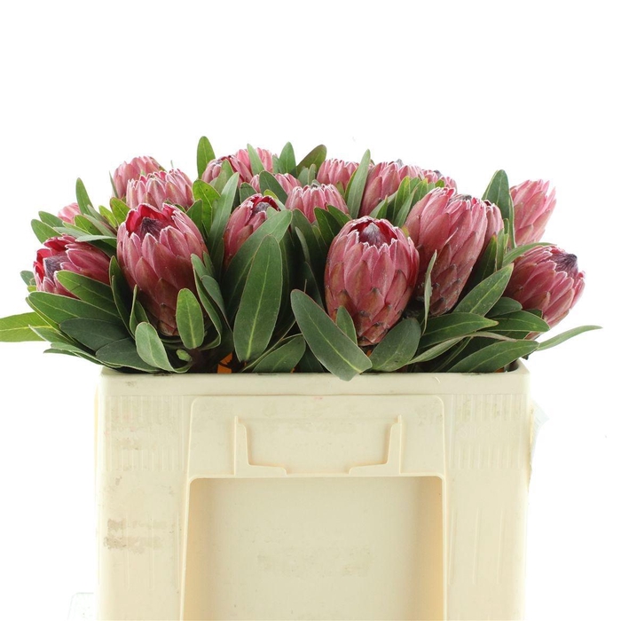 <h4>PROTEA RED ICE</h4>