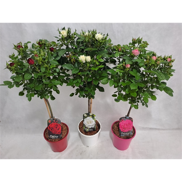 <h4>Roos op stam kleinbloemig P17 40cm mix ton sur ton</h4>