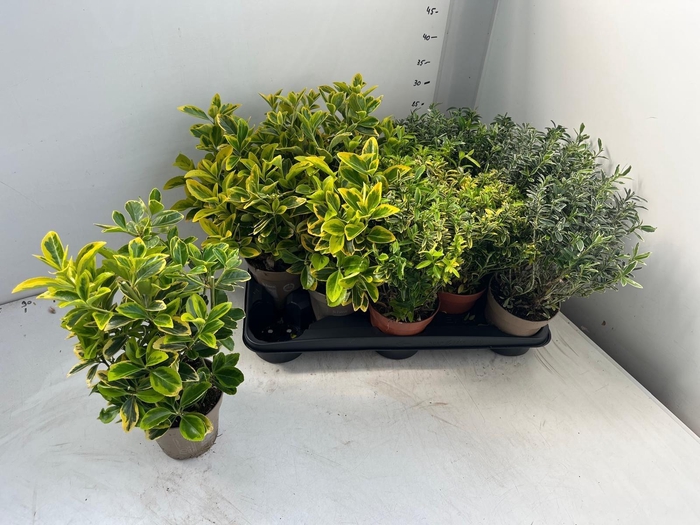 <h4>EUONYMUS JAP GEM</h4>