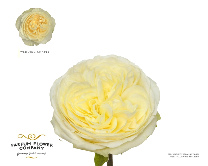 <h4>Rosa Garden Wedding Chapel</h4>
