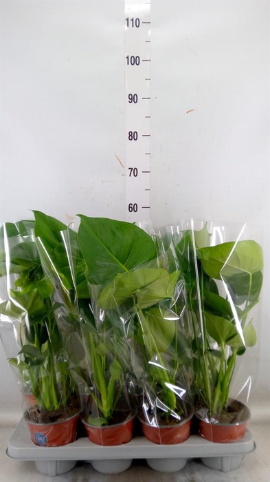 <h4>Monstera delic.</h4>