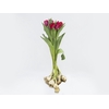 TULIPA VERMELHO COM BULBOS
