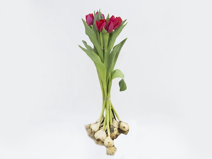 TULIPA VERMELHO COM BULBOS