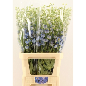 Delph Du Centurion Skyblue Chantiplant