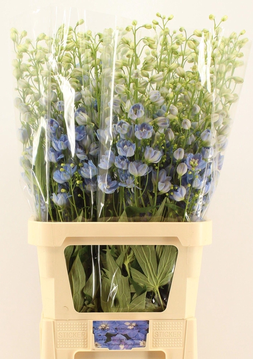 <h4>Delph Du Centurion Skyblue Chantiplant</h4>
