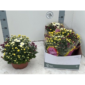 CHRYS GEM IN POT