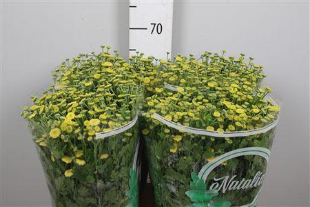 <h4>Tana Pa Amazone</h4>