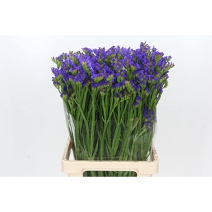 Limonium Statice Blue Wings